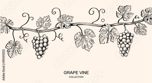Background with grapes, vine and brunch. Detailed template layout design, brochure or cover for wine card, menu
