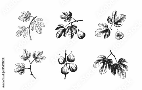 Set of fig tree brunch and leaves. Detailed hand drawn ink illustration for template layout design, brochure or cover for food card
