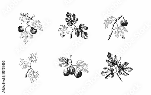 Set of fig tree brunch and leaves. Detailed hand drawn ink illustration for template layout design, brochure or cover for food card