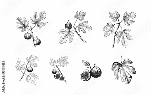 Set of fig tree brunch and leaves. Detailed hand drawn ink illustration for template layout design, brochure or cover for food card