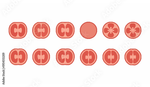 Tomato Slice Icon Set Flat Vegetable Food Vector Collection