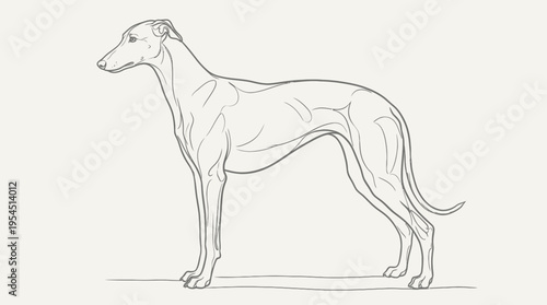 Elegant Sighthound Dog Line Art Drawing in Profile. Hand-drawn Outline Illustration of a Slender Canine Standing on a Light Background.