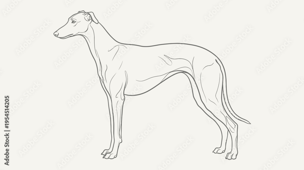 Obraz premium Elegant greyhound dog line art illustration. Standing sighthound in profile on a plain background. Minimalist canine sketch.