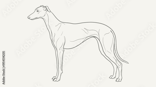 Elegant greyhound dog line art illustration. Standing sighthound in profile on a plain background. Minimalist canine sketch.