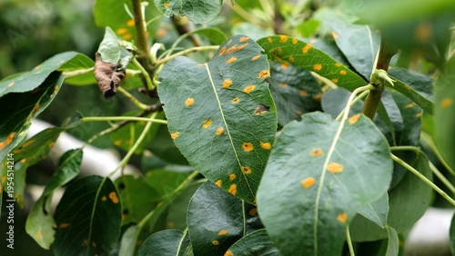 Plant diseases. Green leaves of a pear tree with rusted spots sway on summer breeze close-up. Late blight or scab or bacterial burn. Fungal disease of the garden. High quality photo.