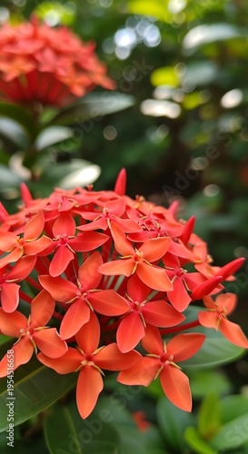 Close-up of bright red flowers with green foliage in soft focus