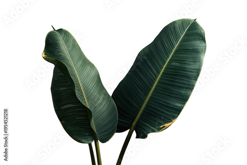 Strelitzia nicolai leaves providing lush tropical plant background and nature concept with transparent background