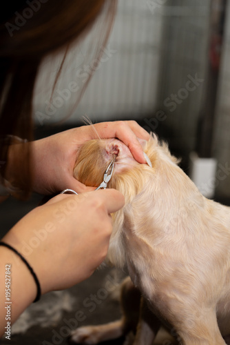 Careful ear cleaning as part of detailed dog grooming routine
