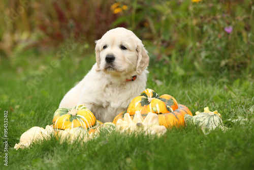 Adorable gold retriever puppy with pumpkins
