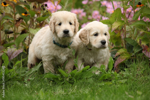 Two amazing puppies in the garden