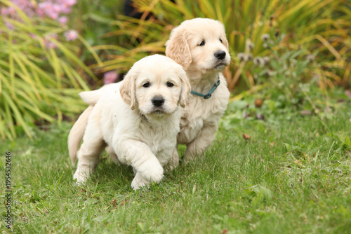 Two amazing puppies in the garden