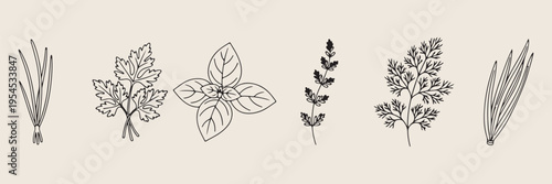 Basil and mint herbs doodle set, hand drawn botanical greenery sketches, kitchen herb garden icon collection, minimalist nature plant vector graphics, organic spice elements for design, aromatic herb 