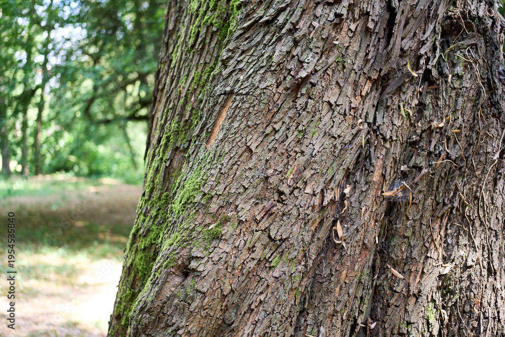 Fototapeta premium Forest pine tree bark pattern in sunlight