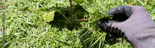 Mulching topsoil on eggplant vegetable bed with mowed grass for biohumus production. Prevents soil erosion, banner