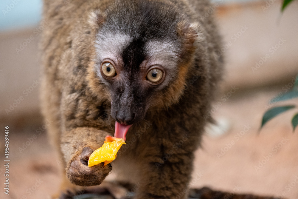 Fototapeta premium Close up lemur eating fruit