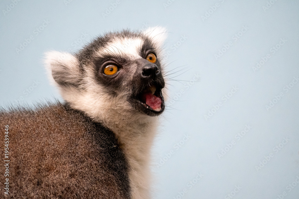 Fototapeta premium Expressive lemur portrait on blue background