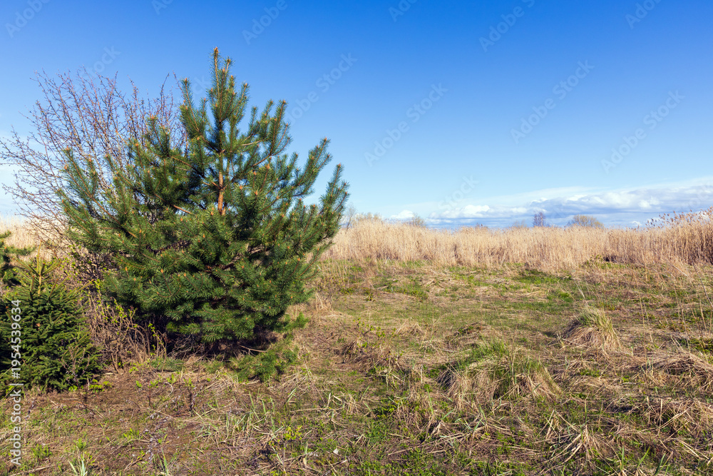 Fototapeta premium A solitary pine tree stands in a sunlit spring meadow of dry grasses and low vegetation beneath a clear blue sky, evoking calm, openness and natural rural landscape scenery