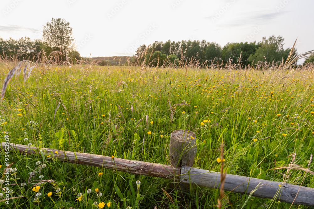 Naklejka premium A sunlit wildflower meadow framed by a rustic wooden fence and tall summer grasses, dotted with yellow blooms and clover, with distant trees under a soft evening sky evoking peace and nostalgia