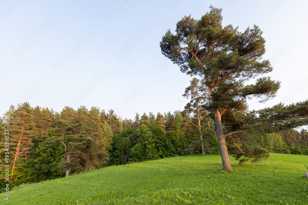 Obraz premium A solitary pine tree stands on a gently sloping green hill with dense forest in the background, bathed in warm golden hour light, evoking peacefulness, solitude, and natural beauty. Savkina Gorka