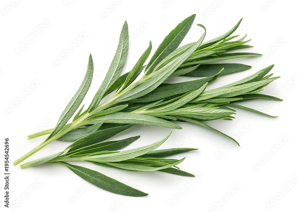 Fototapeta premium Tarragon