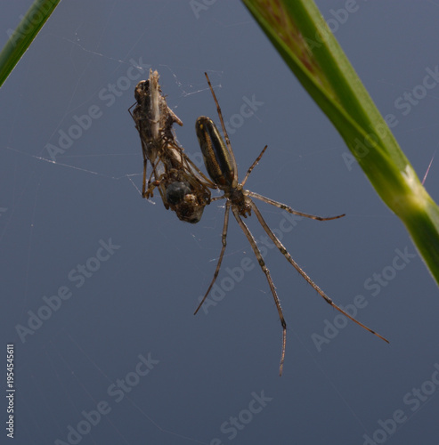 Long-jawed orb-weaver spider Tetragnatha extensa resting on a green grass blade macro shot