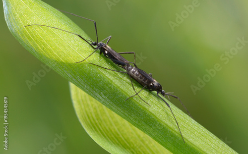 Black crane flies Molophilus ater mating on a green grass blade macro shot