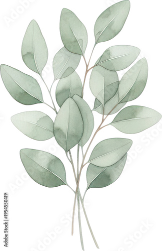 水彩で描かれたユーカリの葉束 透明感あふれるボタニカルイラスト
