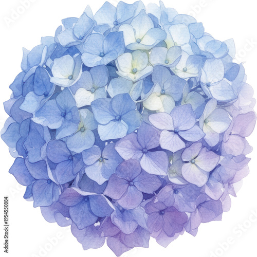 水彩画の紫陽花 青と紫のグラデーションが美しい花のイラスト