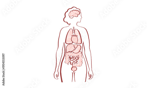 Internal Organs Sketch