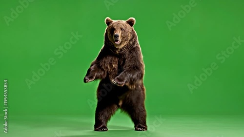 Brown bear standing on hind legs, green screen background 4k Video