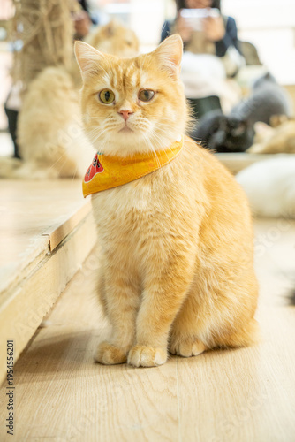 Ginger cat in yellow bandana indoors