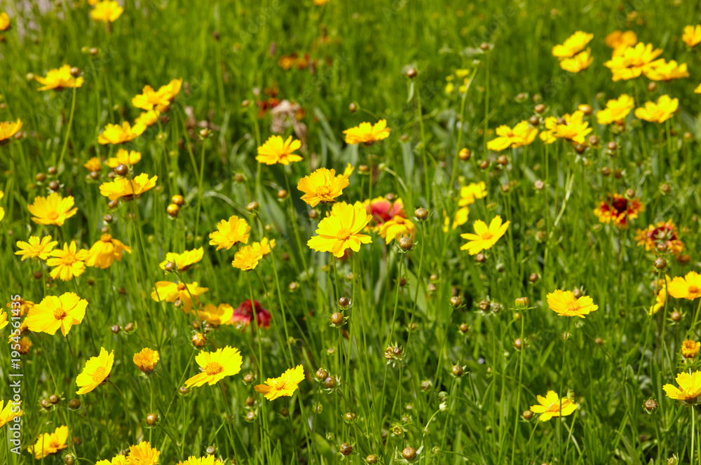 Fototapeta premium Beauty coreopsis flowers in the summer city park. Yellow large flowered tickseeds or common coreopsis in the garden. Blur background, selective focus. Family name Asteraceae, Scientific name Coreopsis