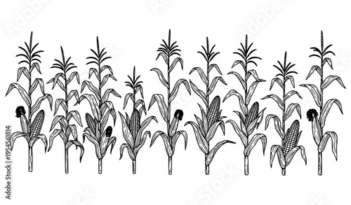 Obraz na płótnie Corn Stalk Vector Illustration Set in Detailed Line Art Style for Agriculture an