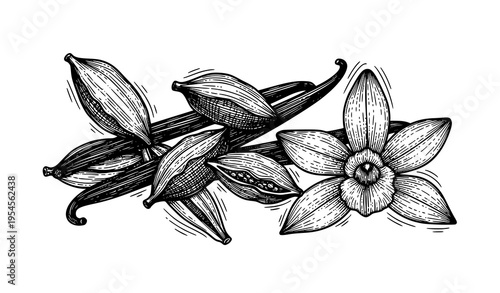 Antique Engraved Cardamom and Vanilla Spices Illustration with Artistic Botanical Composition Vector Design
