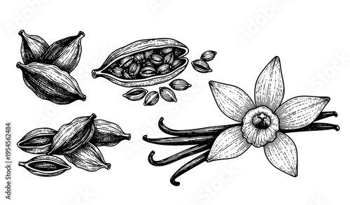 Engraved Spices Set with Cardamom Pods Seeds and Vanilla Flower in Vintage Botanical Vector Illustration