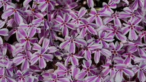 Vászonkép Background of pink and white striped creeping phlox flowers in bloom