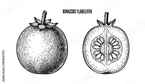 Borassus Flabellifer Fruit Vintage Botanical Diagram with Engraved Whole and Cross Section Vector Illustration