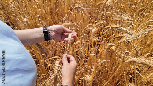 Fotografie Woman touching fresh wheat on the farm.