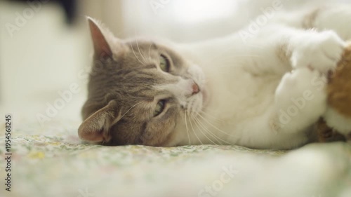 Playful cat grabbing toy during indoor playtime