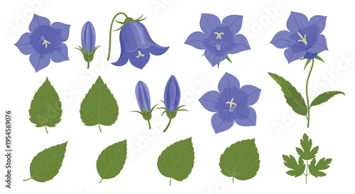 Detailed botanical set of blue bellflowers in various stages from closed buds to full blooms accompanied by different leaf shapes.