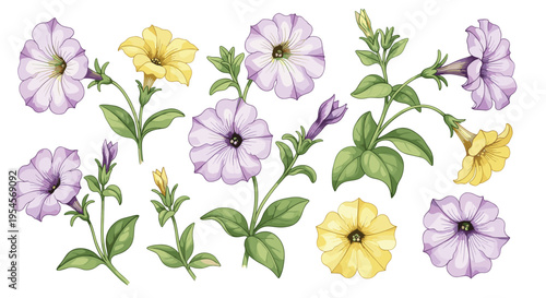 Beautiful botanical collection of purple and yellow petunia flowers with green stems and leaves in various stages of growth.