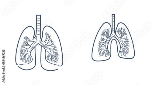 Stylized anatomical illustration of two human lungs, showing branching bronchi in dark blue outline