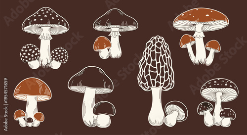 Detailed collection of various mushroom species including amanita, morel, and bolete illustrated in a vintage hand drawn style.