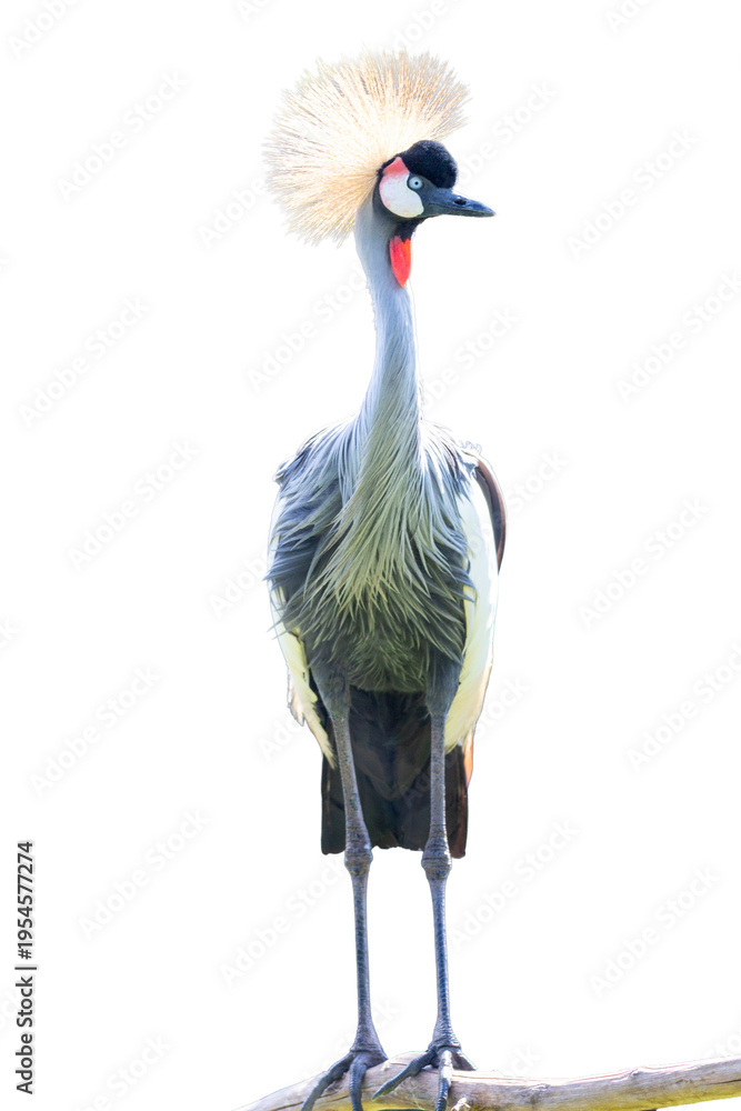 Naklejka premium The beautiful grey crowned crane, Balearica regulorum, showcases its striking golden crown and vibrant red throat pouch amidst the wild beauty of nature's diverse fauna