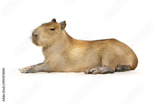 фотографія Capybara resting calmly in a side profile, showing coarse brown fur, relaxed pos
