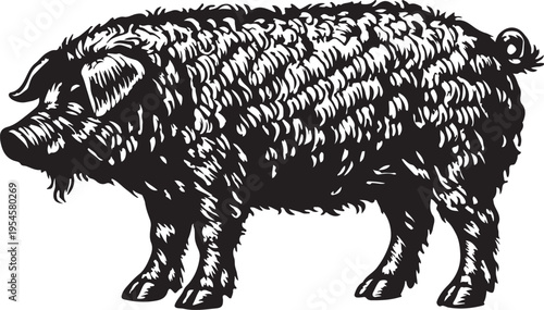 Black and white a shaggy pig standing side view animal