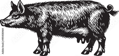 Black and White Pig Illustration Standing Profile Farm Animal Detail