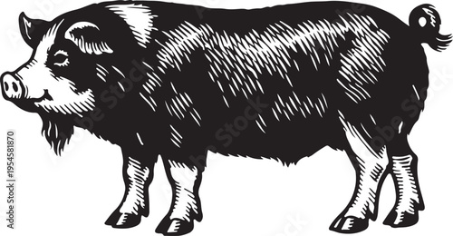 Farm Animal Pig Standing Side View Black and White Illustration Stock