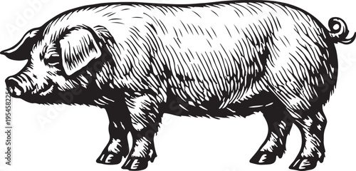 Pig Engraving Illustration Standing Side View Black and White Stock