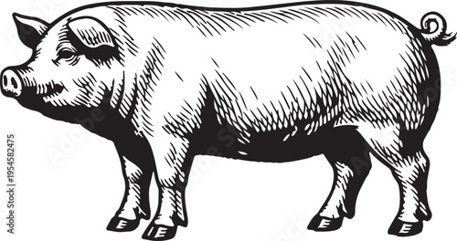 Pig side profile black and white illustration farm animal livestock vintage engraving style